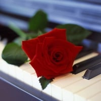 red rose on a piano