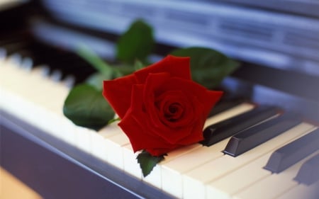 red rose on a piano - piano, rose, still life, red