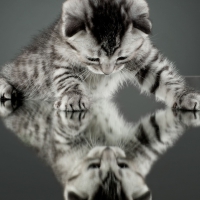 kitty reflection
