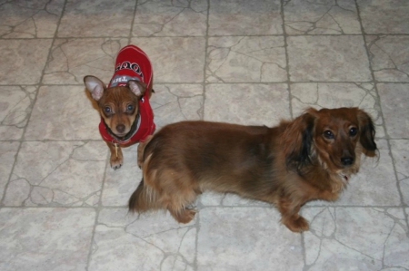 Oliver and Zoey posing for me - oliver, cute, puppy, dogs