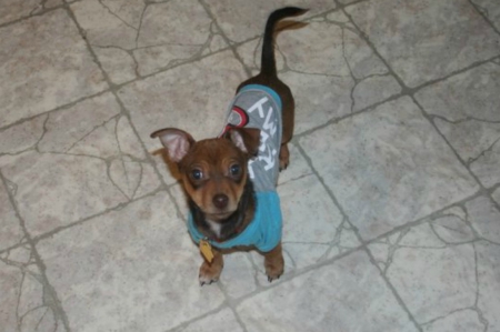 Oliver James Our Chiweenie - dogs, oliver, cute, puppy