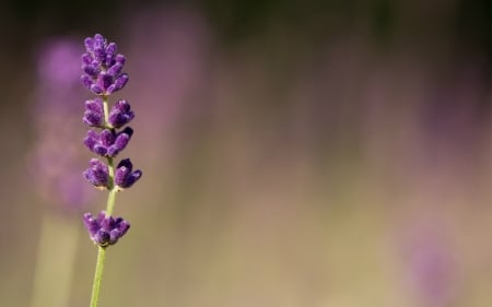 Beauty - beauty, purple, macro, flower