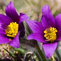 Purple crocus