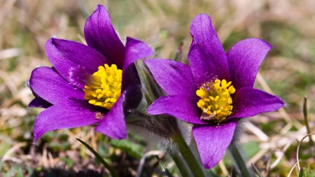 Purple crocus - purple crocus, purple, crocus, flowers