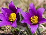 Purple crocus