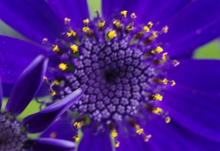 Purple flower - beauty, flower, purple, blue