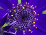 Purple flower