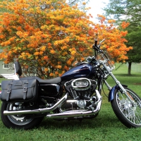 Harley Davidson 1200 Custom