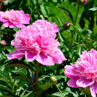 Pretty Pink Peonies