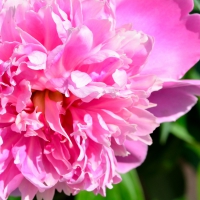 Pink Macro Rose