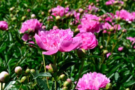 Spring Peonies - Spring Peonies, pink flowers, pink peonies, peonies