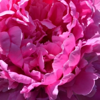 Pretty Pink Peonie