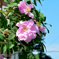 Blue Sky Rose