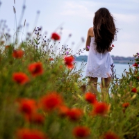 Poppies Field â™¥