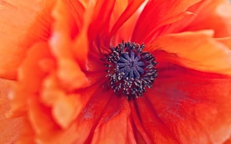 Poppy - macro, red, flowers, poppies, poppy, flower