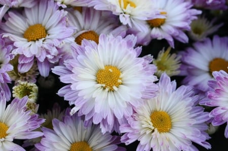 Chrysanthemums - nature, chrysanthemum, flowers, chrysanthemums, flower