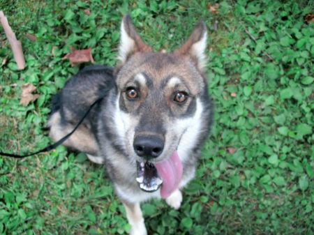 Dog,sitting,looking up - on, panting, dog, grass