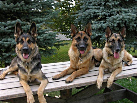 dogs - german, trees, shepherds, pine