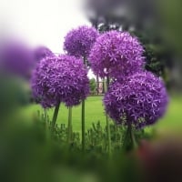 Large heads of Pom-poms