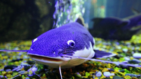 Ocean Fish - fish, purple, animal, ocean