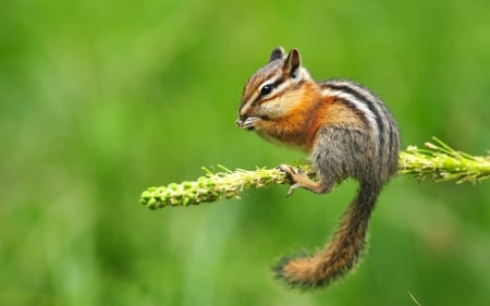 Cute Chipmunk - branch, pine, tree, cute, chipmunk