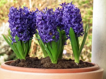 Hyacinths violet - flowers, purple, Hyacinths, violet, Hyacinths-Violet