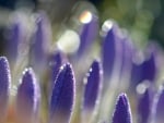 Violet Crocuses closeup