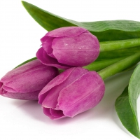 Violet foliage tulips