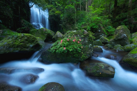 Wonderful sound of falling water - nature, green, flowers, waterfall