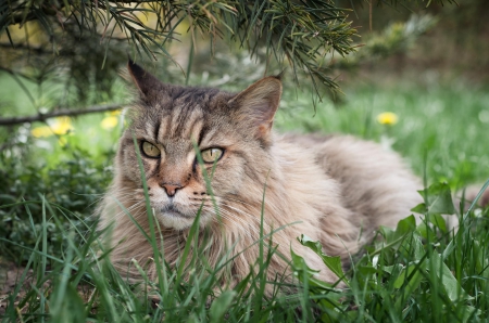 Cat - paws, face, pretty, cute, animals, beautiful, cat, sleeping, kitty, cats, kitten, hat, lovely, cat face