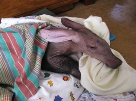 Anteater - animal, pet, cute, anteater