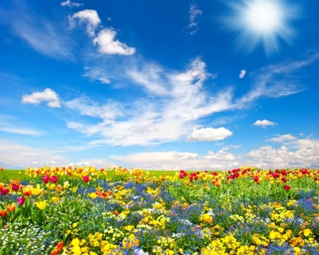 Flower field - nature, fields, sky, flower