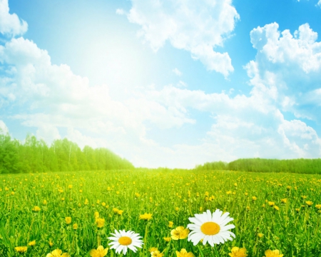 Green field - flowers, field, sky, nature