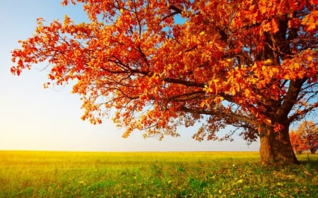 Autumn tree - sky, autumn, field, nature, calm, fall, blue, leaves, orange, green, tree, shadow