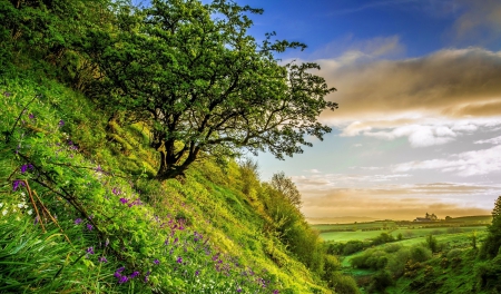 Field view - greenery, summer, beautiful, slope, grass, meadow, tree, wildflowers, view, field, sky