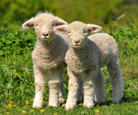 TWO LITTLE LAMBS