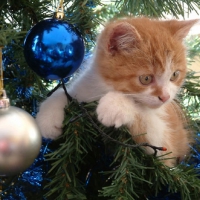 NAUGHTY KITTY