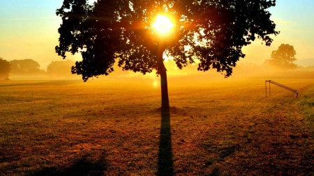 Through the branches - tree, nature, sunset, landscape