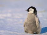 BABY PENGUIN