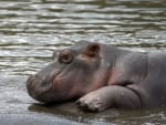 BABY HIPPO