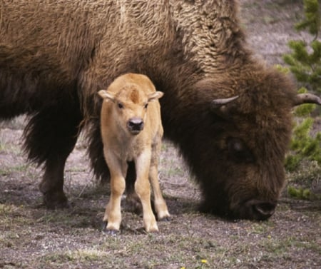 MOTHER AND BUB - animals, bison, bub, mother