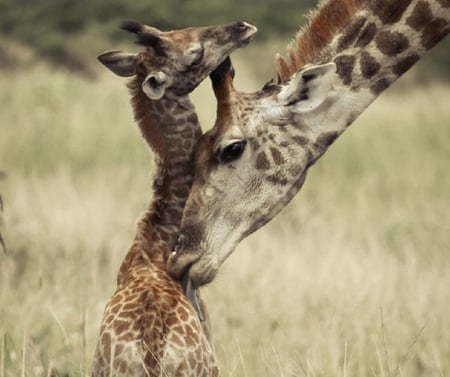 MUM AND BUB - giraffes, animal, bub, mother