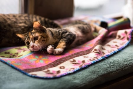 Cat - paws, face, pretty, cute, animals, beautiful, cat, sleeping, kitty, cats, kitten, hat, lovely, cat face