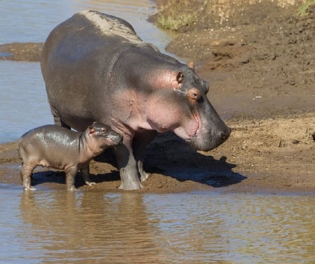 MUM AND BUB - animal, mother, hippo, bub