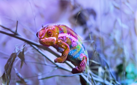 Chameleon - branch, animal, blue, pink, chameleon