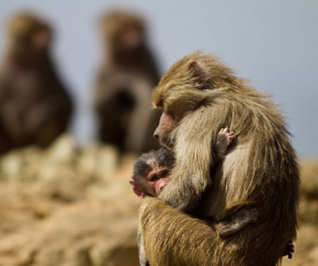 MUM AND BUB - monkeys, mum, animals, bub