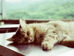 SLEEPING KITTY