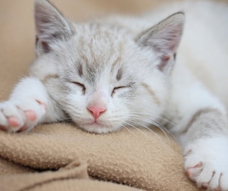 CUTE SLEEPING KITTY - animal, sleeping, cute, kitty