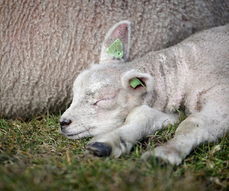 SLEEPING LAMB - animal, little, lamb, sleeping