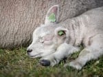 SLEEPING LAMB